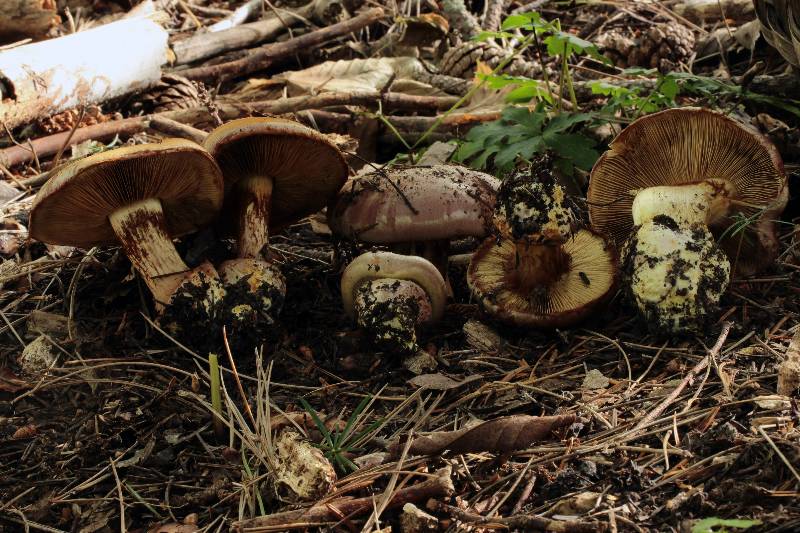 Cortinarius pseudofulmineus ?